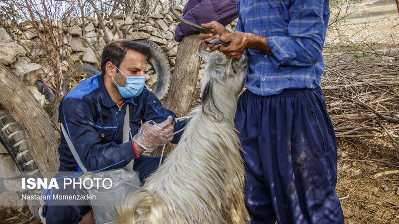 زنجان در حال مقابله با تب برفکی / آغاز واکسیناسیون گسترده علیه سویه جدید