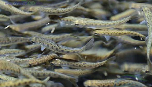 ۸۶۱۲ تن انواع آبزی در نیمه نخست سال در کرمانشاه تولید شد