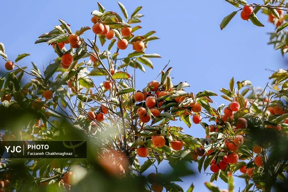 برداشت خرمالو از باغ‌های شیراز