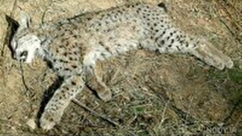 کشف لاشه گونهای نادر و در خطر انقراض در سنندج