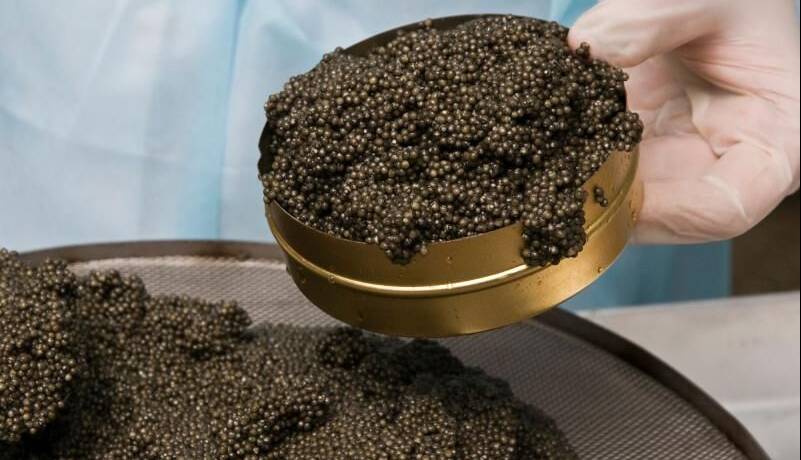 هشت کیلوگرم خاویار قاچاق در فریدونکنار کشف شد