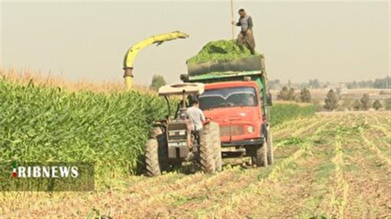 برداشت ذرت از ۲۳۰۰ هکتار از مزارع قم