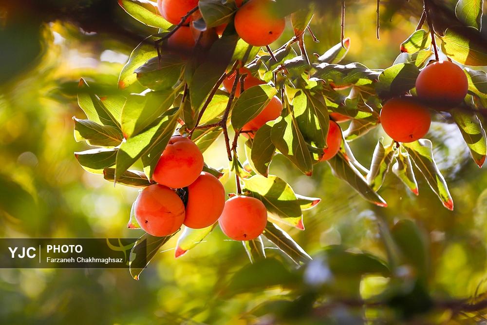 فصل شیرین خرمالوی سرخ باغ‌های شیراز