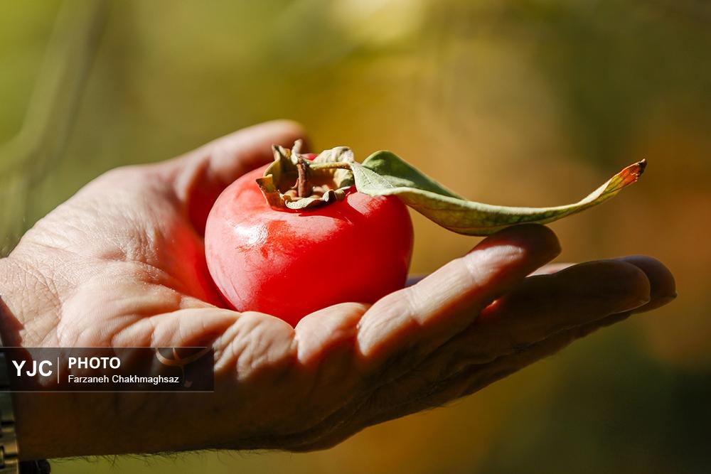 فصل شیرین خرمالوی سرخ باغ‌های شیراز