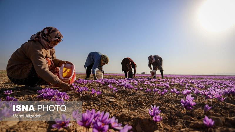 دانش فنی گیاهان دارویی در انتظار حمایت دولت برای تجاری سازی