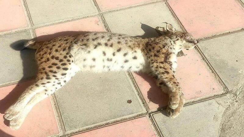 کشف لاشه سیاهگوش اوراسیایی در سنندج؛گونهای نادر قربانی حادثه جادهای شد