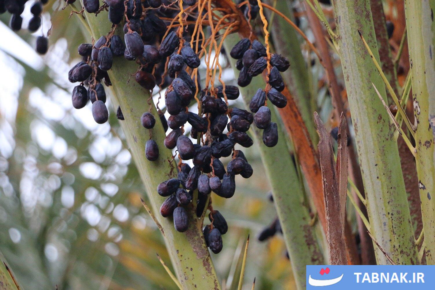 تصاویری از نخلستانهای خور و بیابانک