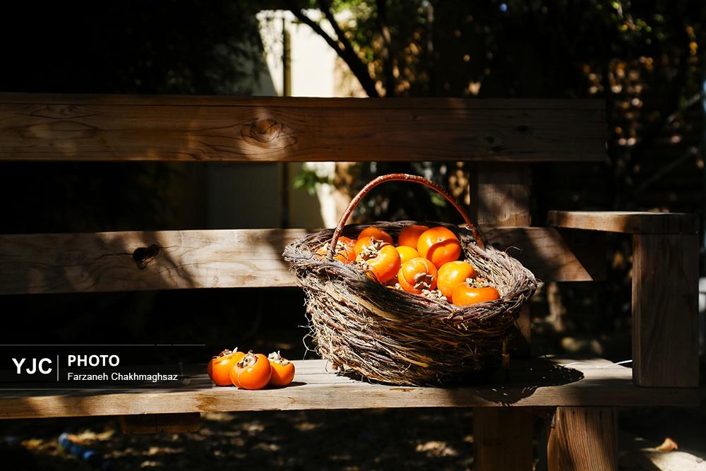 فصل شیرین خرمالوی سرخ باغ‌های شیراز