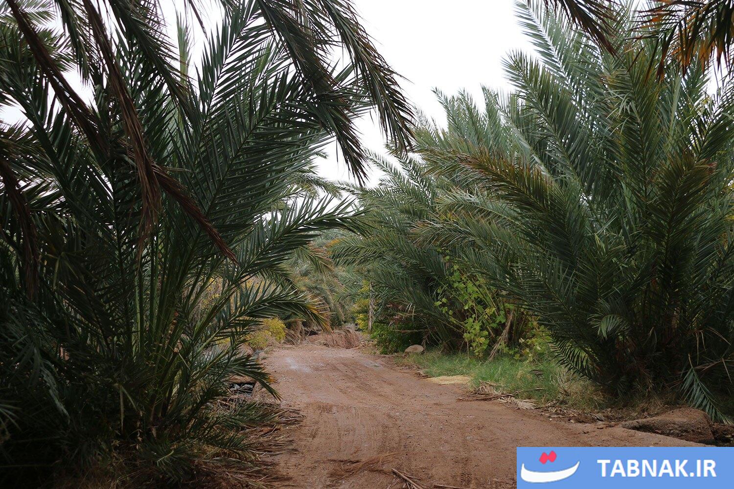 تصاویری از نخلستانهای خور و بیابانک
