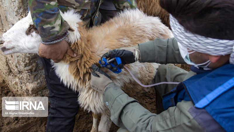 بیش از ۲۳۹ هزار راس دام در سقز علیه تب برفکی واکسینه شدند