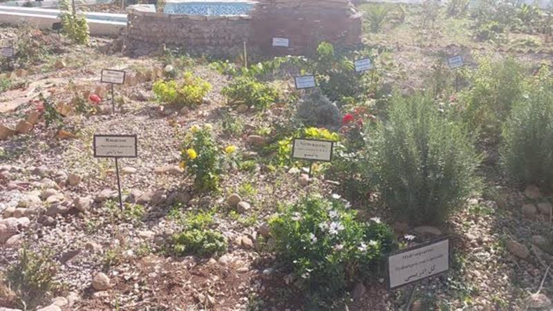 مرکز حفظ ذخایر ژنتیکی گیاهی و چوبی در استان ایلام راهاندازی شد