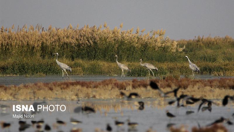 مهمانان گاوخونی و بختگان راهی میقان شدند/افزایش فشار بر منابع غذایی تالاب
