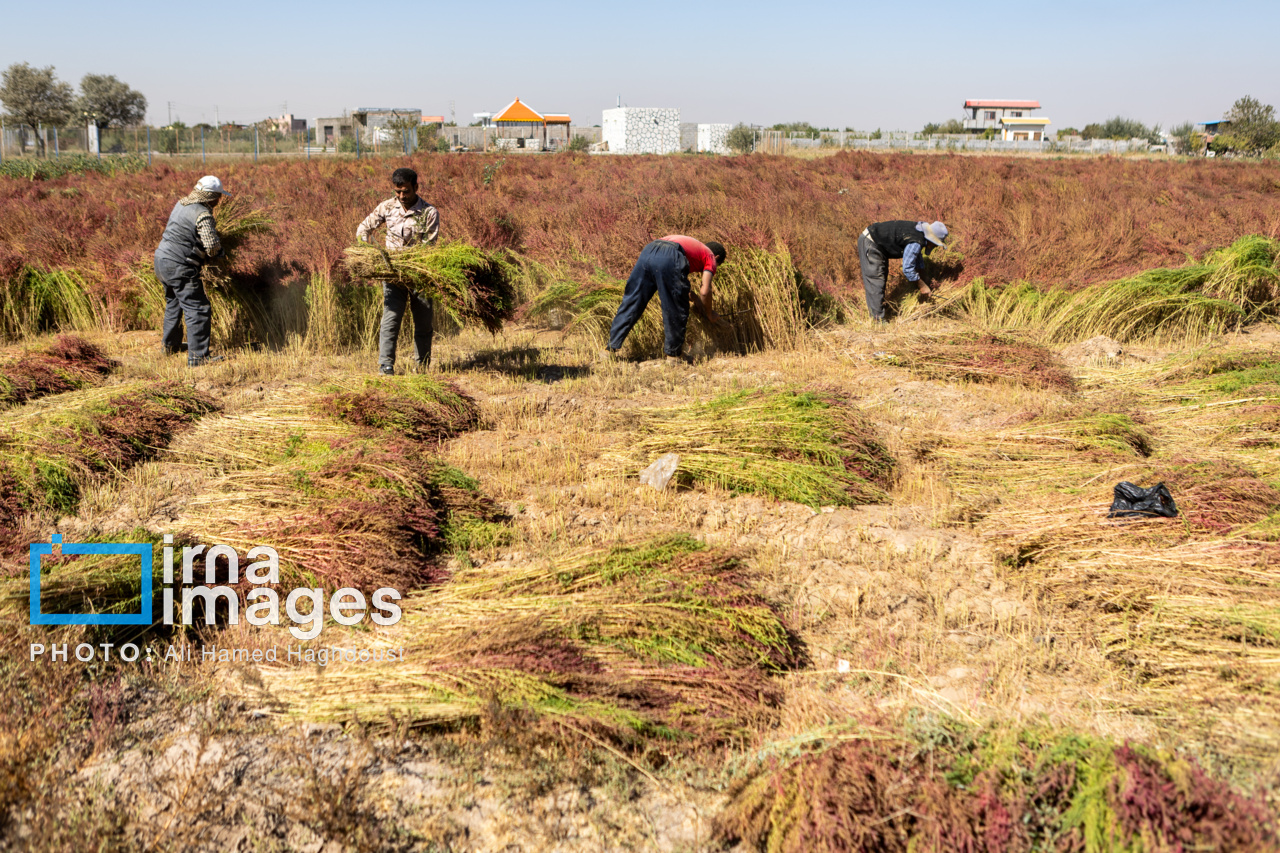 جاروی سنتی قَرامَلِک در دستان بانوان خانهدار تبریز