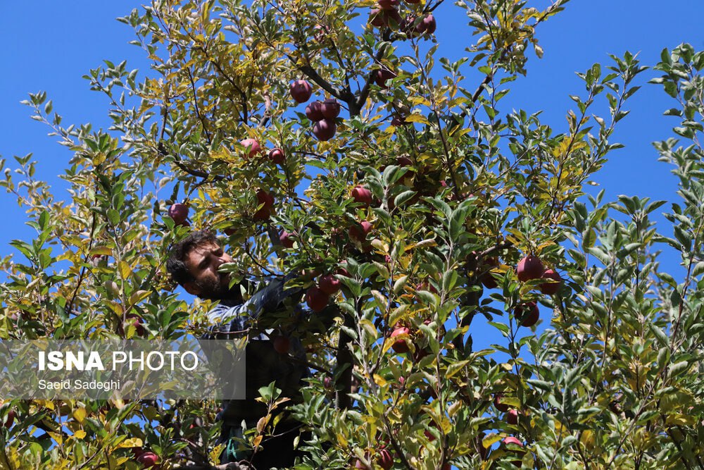 برداشت سیب از باغات مراغه