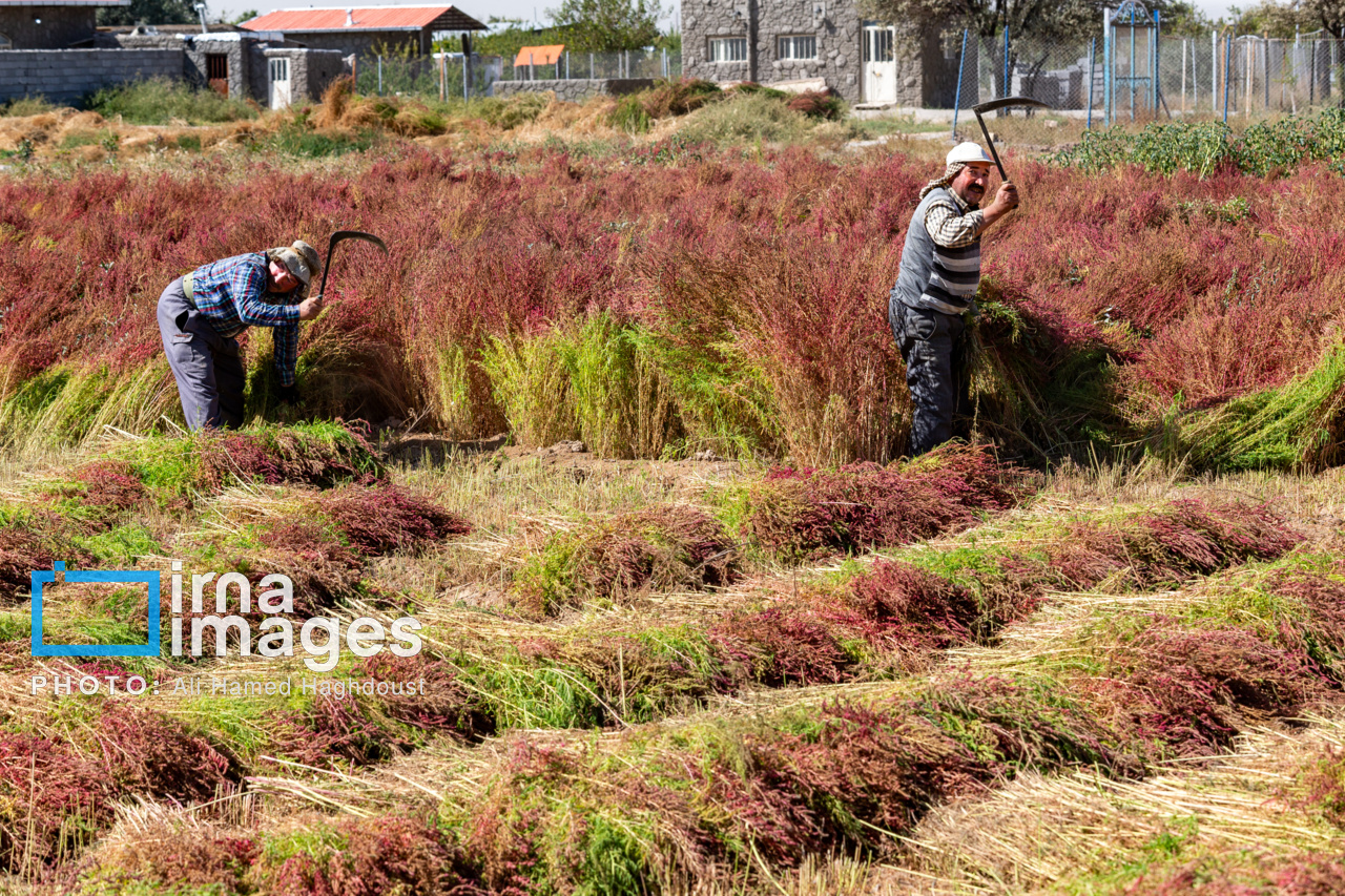 جاروی سنتی قَرامَلِک در دستان بانوان خانهدار تبریز
