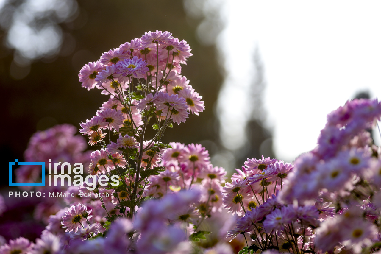 جشنواره گل‌های داوودی