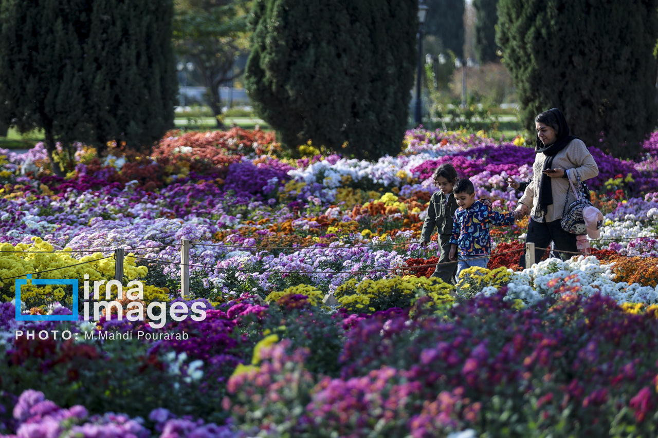 جشنواره گل‌های داوودی