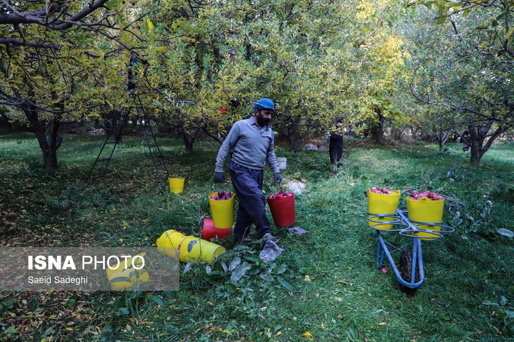 برداشت سیب از باغات مراغه