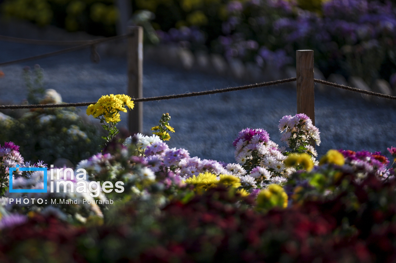 جشنواره گل‌های داوودی