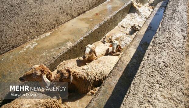 میدان دام جدید تبریز در آستانه بهرهبرداری