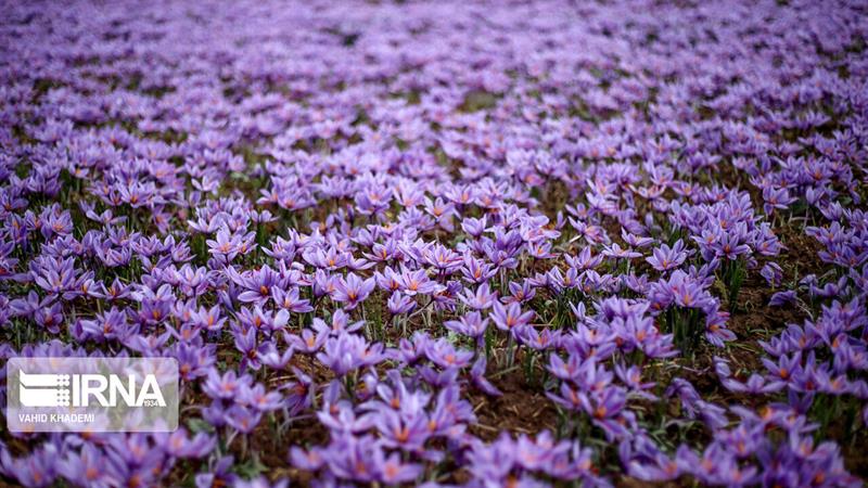 کشت هوشمند در اردبیل، زعفران کم آببر رکورد میزند
