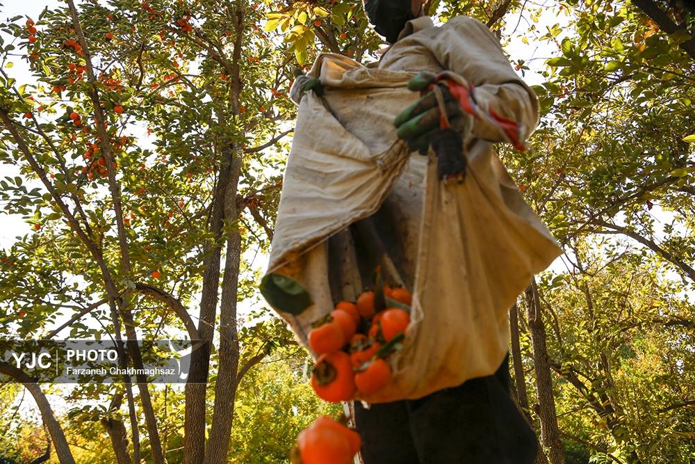 فصل شیرین خرمالوی سرخ باغ‌های شیراز