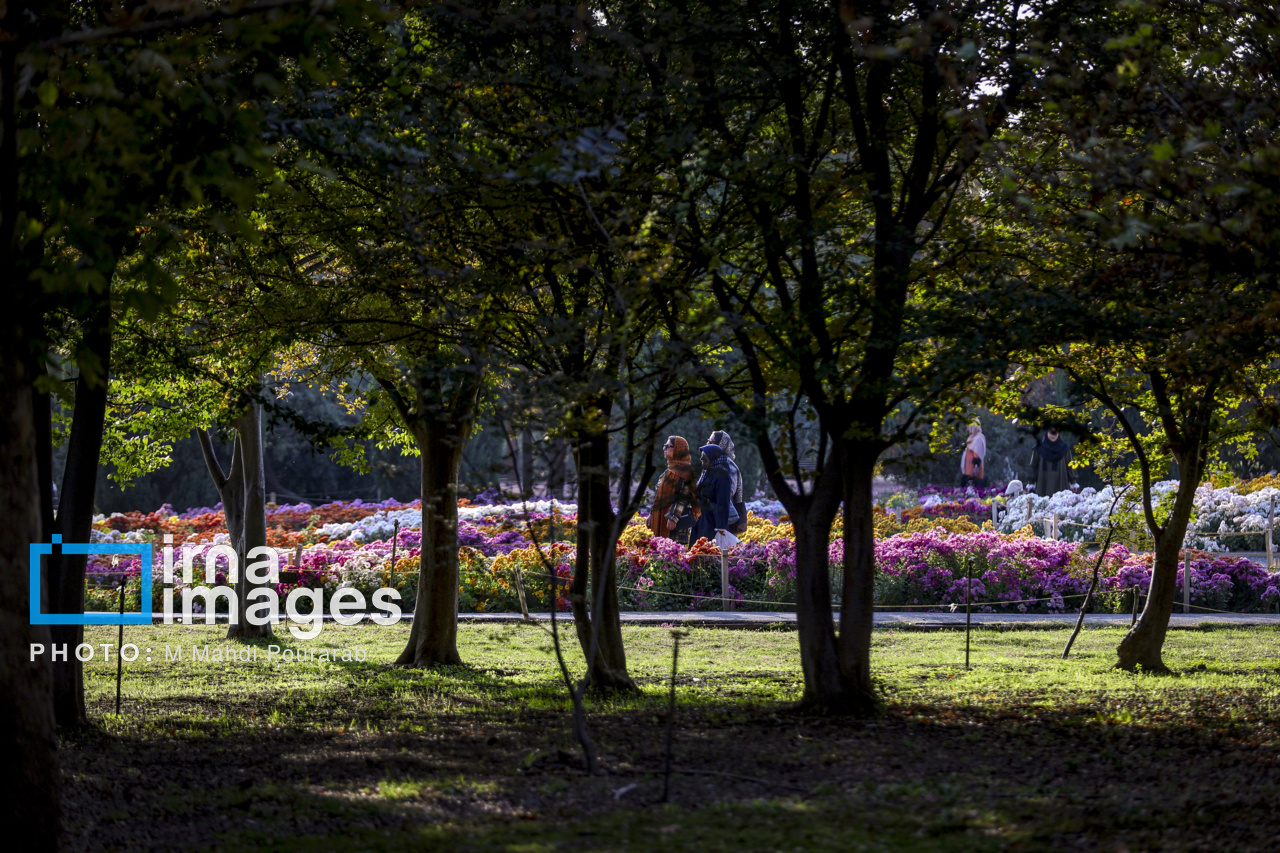 جشنواره گل‌های داوودی