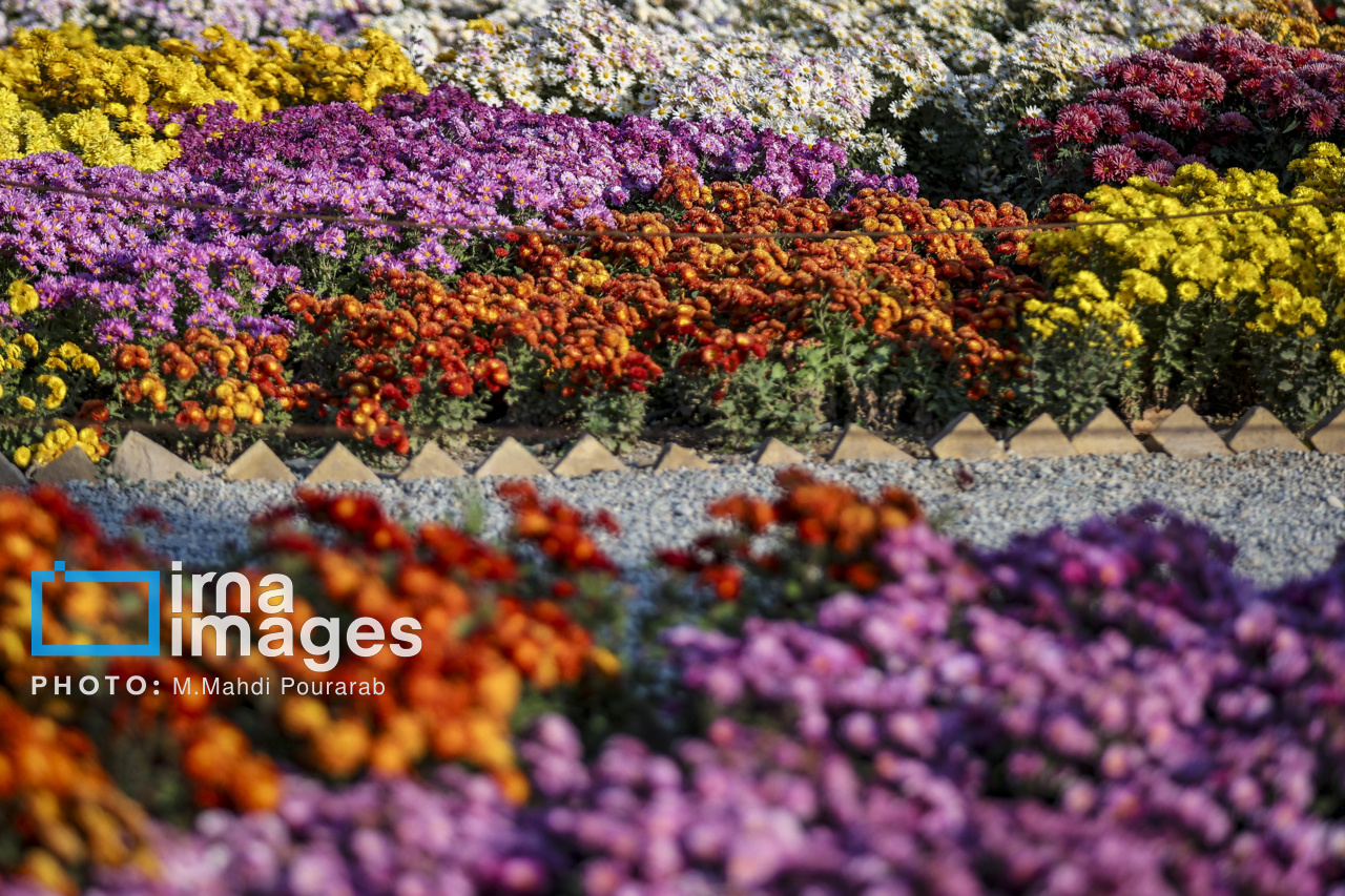 جشنواره گل‌های داوودی