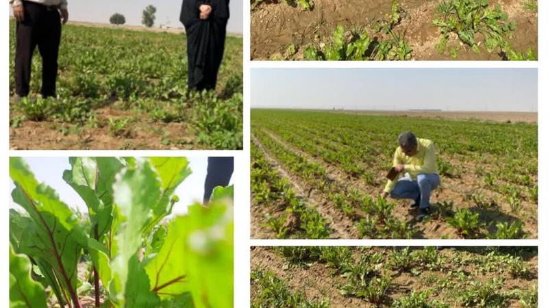 افزایش کشت محصول چغندر لبویی در شهرستان دهلران