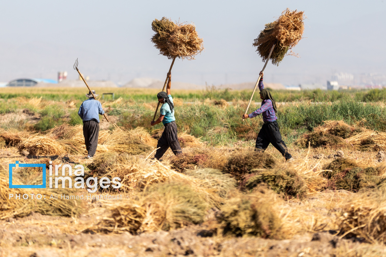 جاروی سنتی قَرامَلِک در دستان بانوان خانهدار تبریز