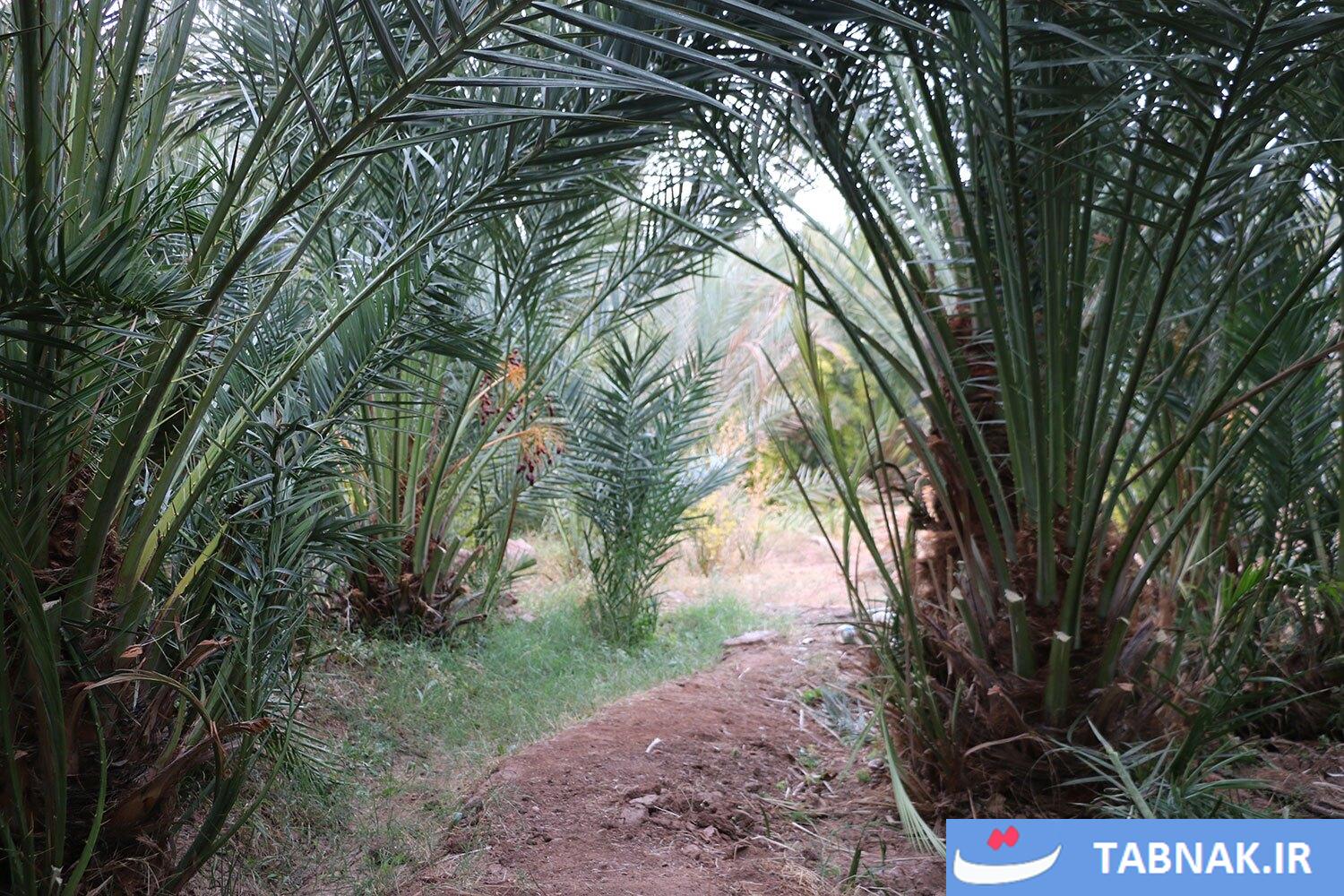 تصاویری از نخلستانهای خور و بیابانک