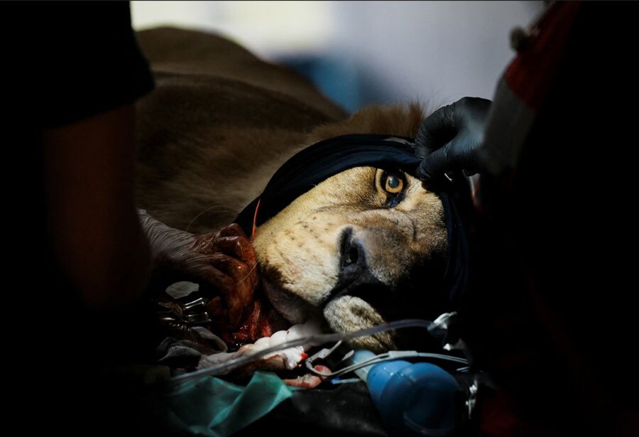 انجام کار دندانپزشکی بر روی یک شیر در آرژانتین