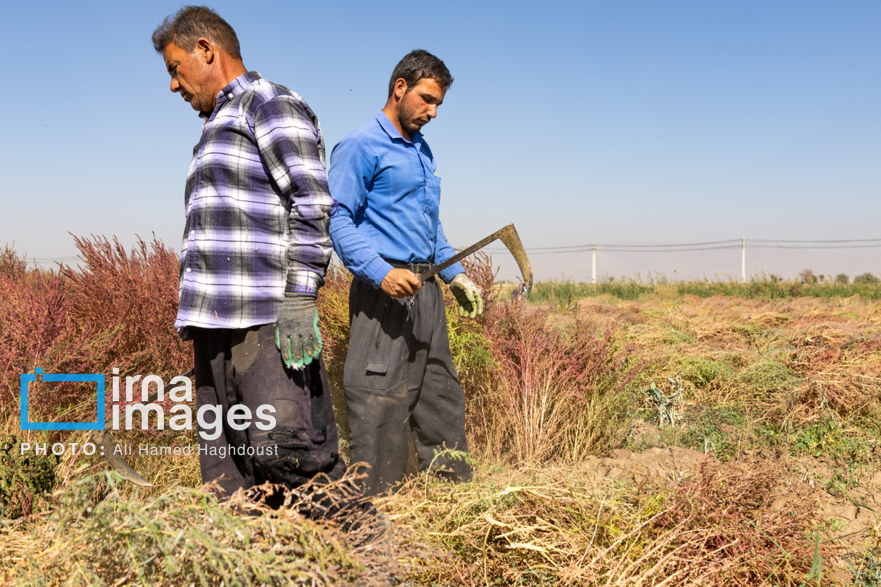 جاروی سنتی قَرامَلِک در دستان بانوان خانهدار تبریز