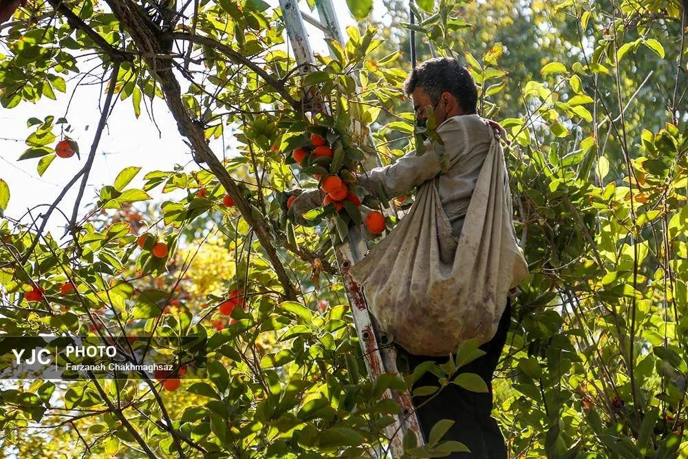 برداشت خرمالو از باغ‌های شیراز