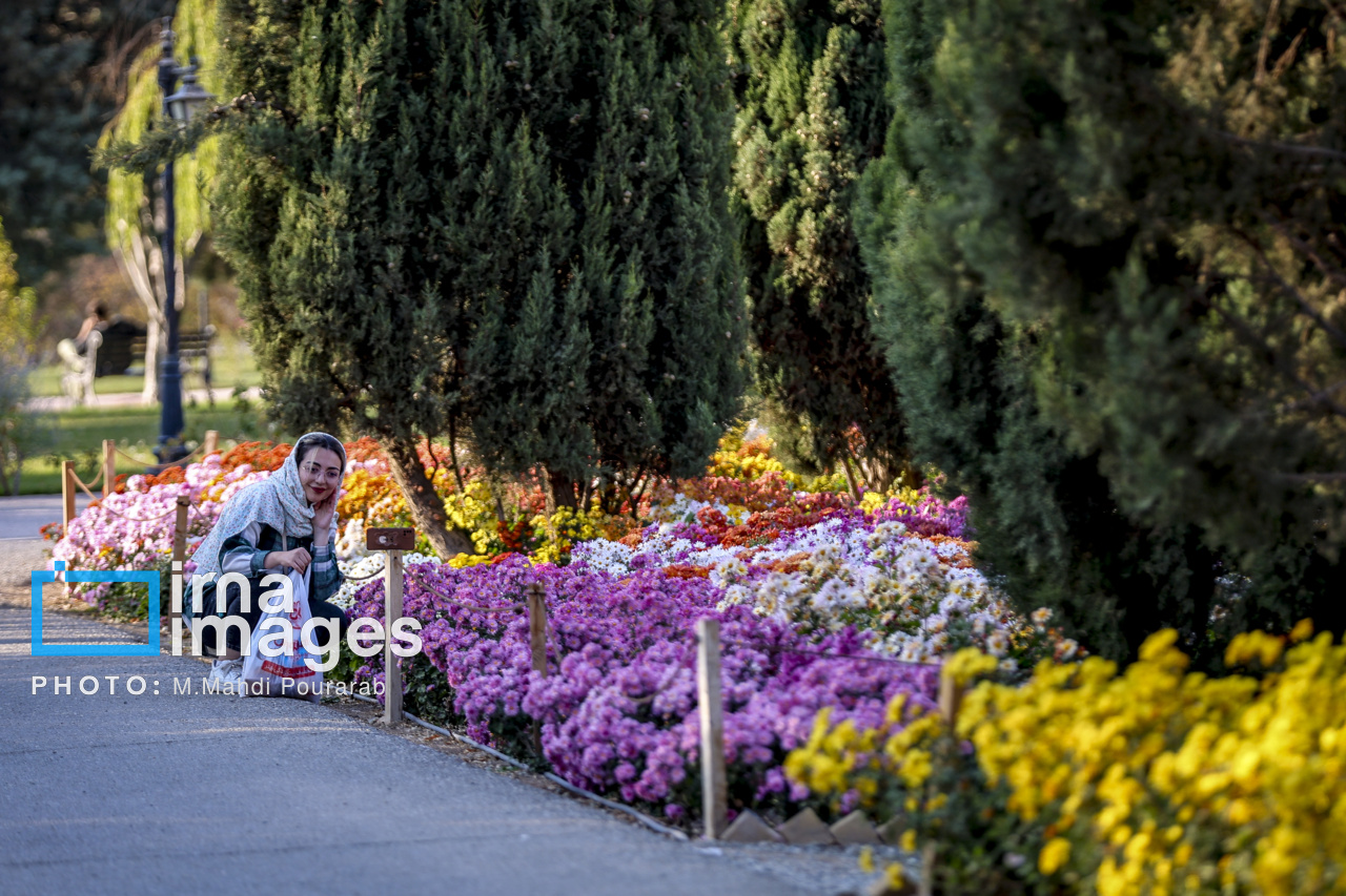 جشنواره گل‌های داوودی