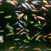 تولید ماهیان زینتی در قم رو به افزایش است