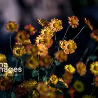 جشنواره گل‌های داوودی