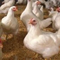 توقیف محموله مرغ زنده در سرخه