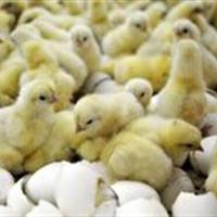 عبور میزان جوجهریزی در واحدهای پرورش مرغ گوشتی از مرز ۲۲ میلیون قطعه