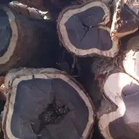 چوبی که بهش طلای سیاه جنگل میگن