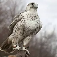 محموله قاچاق پرندگان کمیاب و گران‌قیمت در بوشهر توقیف شد