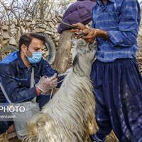 زنجان در حال مقابله با تب برفکی / آغاز واکسیناسیون گسترده علیه سویه جدید