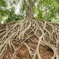 معامله دوسر سود درخت و قارچ