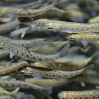 ۸۶۱۲ تن انواع آبزی در نیمه نخست سال در کرمانشاه تولید شد