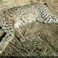 کشف لاشه گونه‌ای نادر و در خطر انقراض در سنندج