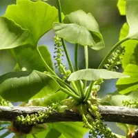 درخت گینکو بیلوبا جوان کننده مغز