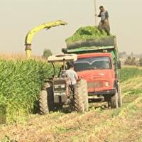 برداشت ذرت از ۲۳۰۰ هکتار از مزارع قم