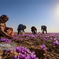 دانش فنی گیاهان دارویی در انتظار حمایت دولت برای تجاری سازی