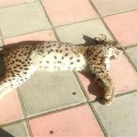 کشف لاشه سیاه‌گوش اوراسیایی در سنندج؛گونه‌ای نادر قربانی حادثه جاده‌ای شد