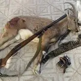 پایان تعقیب شکارچی متخلف زاگرس؛ کشف لاشه چند گونه حیات‌وحش در دنا